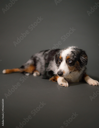 Mini Australian Shepherd