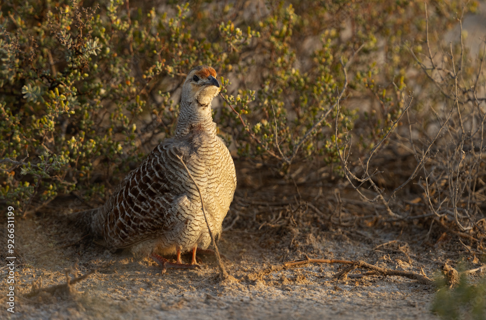Closeup of Grey francolin hiding her chicks Closeup of Grey francolin hiding her chicks