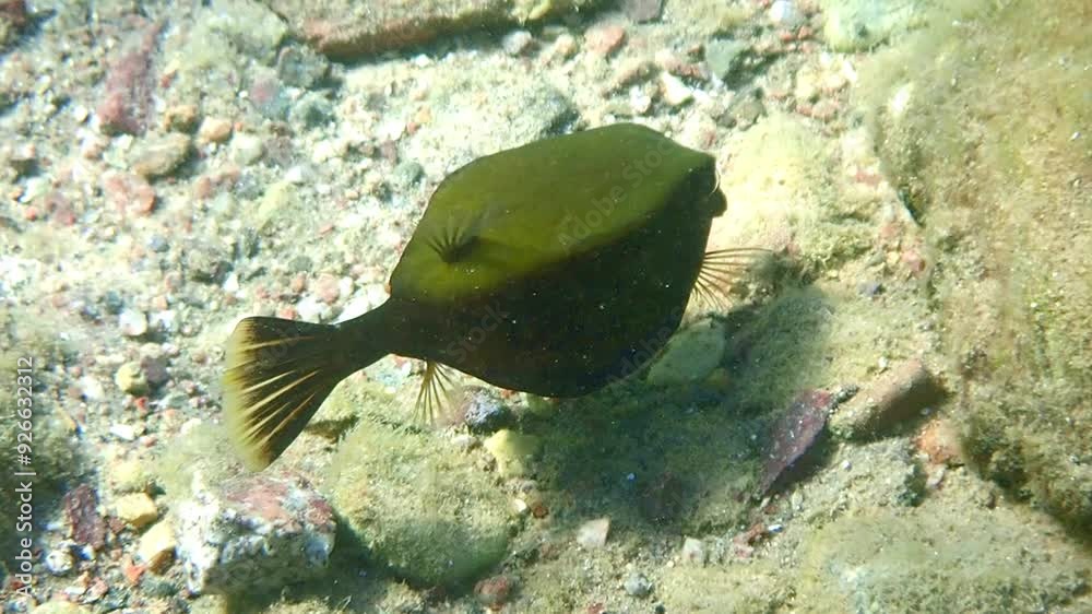 Black color form of cube trunk-fish (Ostracion cubicus) inhabits coral ...