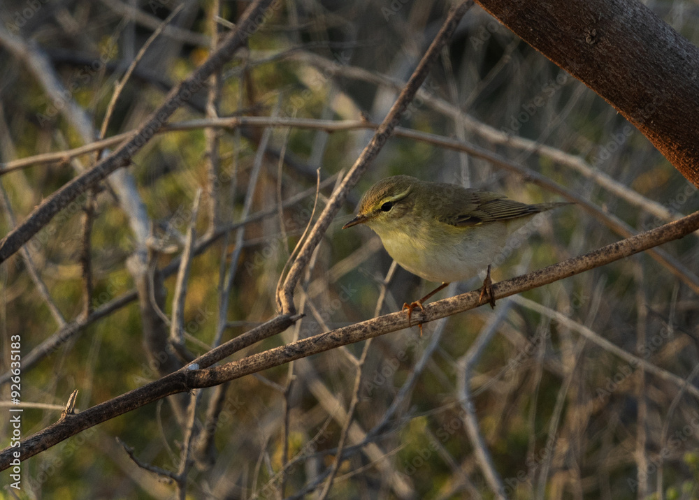 Common Chiffchaff at Buri farm, Bahrain Common Chiffchaff at Buri farm, Bahrain