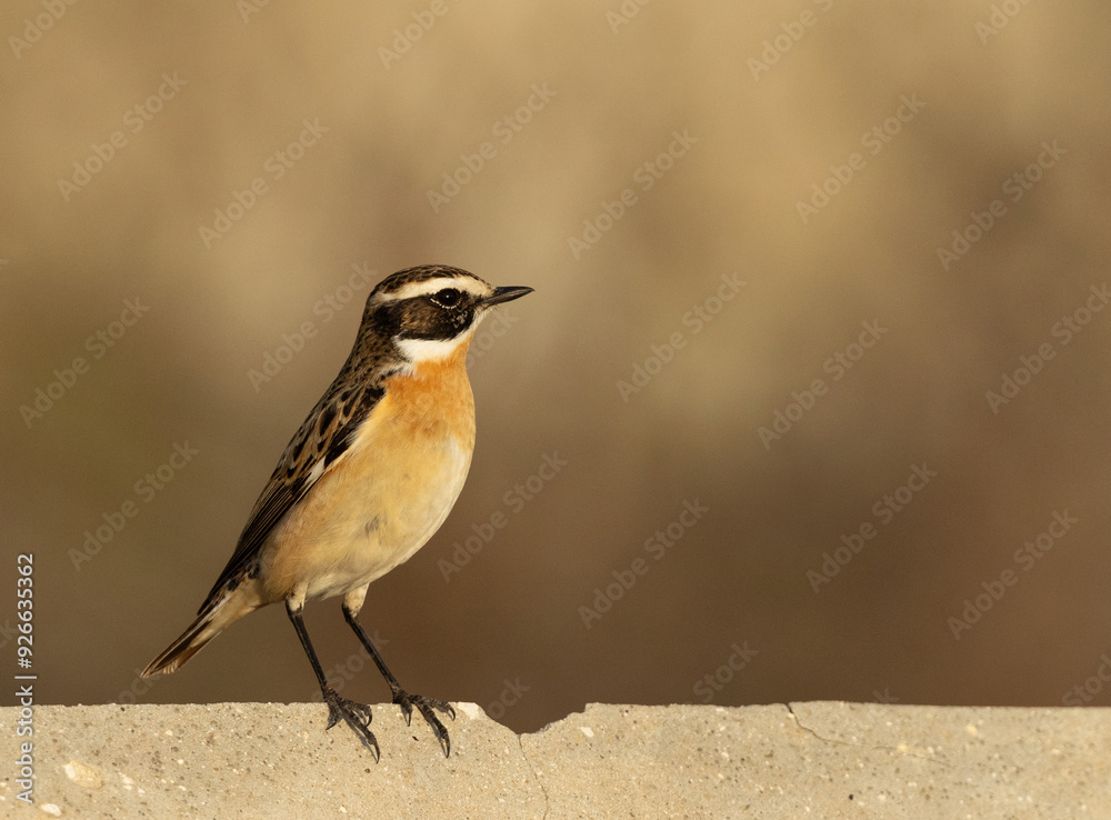 Closeup of Whinchat perched on concrete will at Hamala, Bahrain Closeup of Whinchat perched on concrete will at Hamala, Bahrain