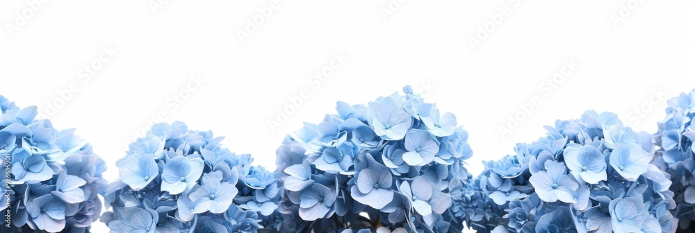 A border of blue hydrangea flowers, perfect for framing text or content A border of blue hydrangea flowers, perfect for framing text or content