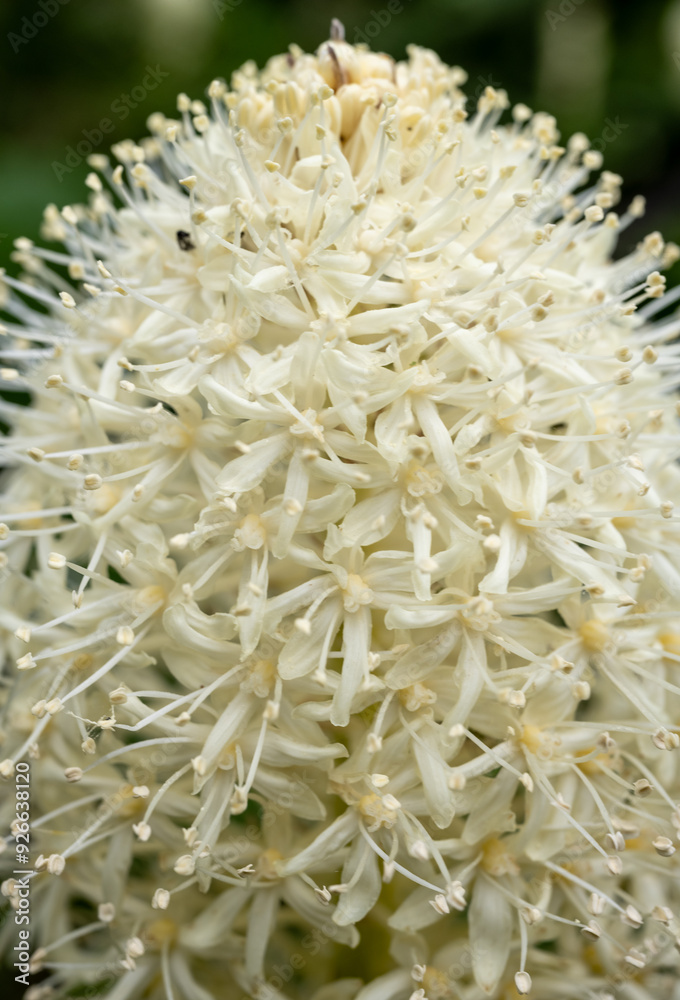 Bear Grass Blooms From Hundreds Of Small Flowers Bear Grass Blooms From Hundreds Of Small Flowers