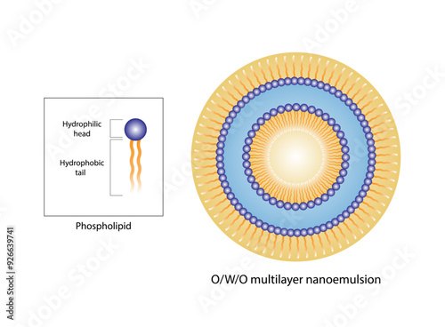 Multilayer nanoemulsion, a mixture of two immiscible liquids. Water and oil, Immiscible liquids, continuous phase, Dispersed phase. Emulsification, emulsifier. Vector illustration.