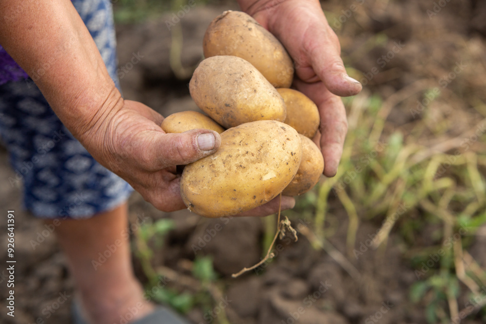 Harvesting potatoes in Peru. Farmer selecting native potatoes from the Peruvian Andes.