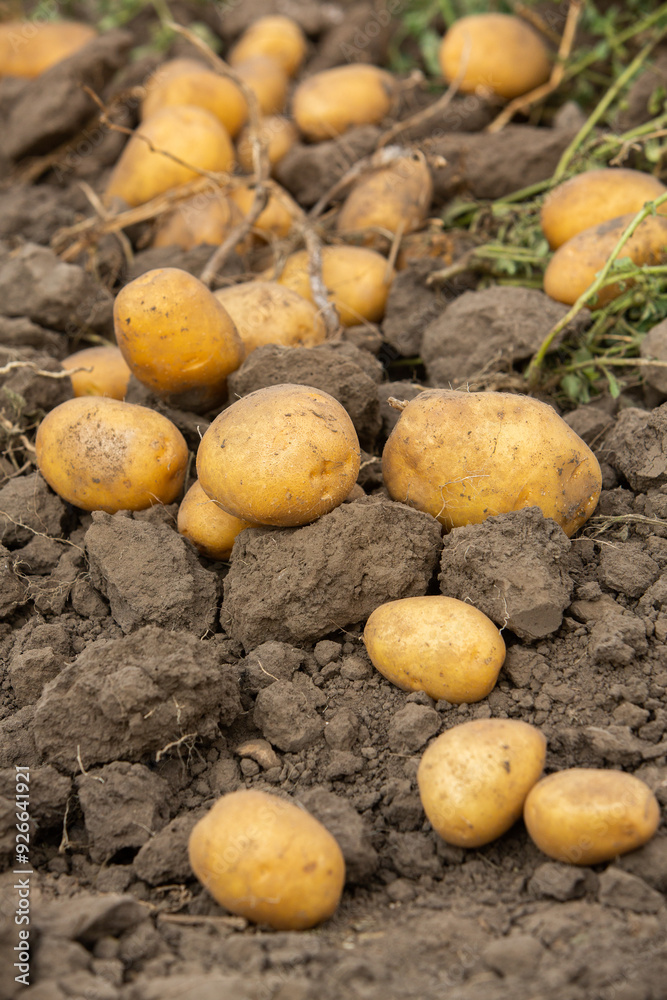 Harvesting potatoes in Peru. Farmer selecting native potatoes from the Peruvian Andes. Harvesting potatoes in Peru. Farmer selecting native potatoes from the Peruvian Andes.