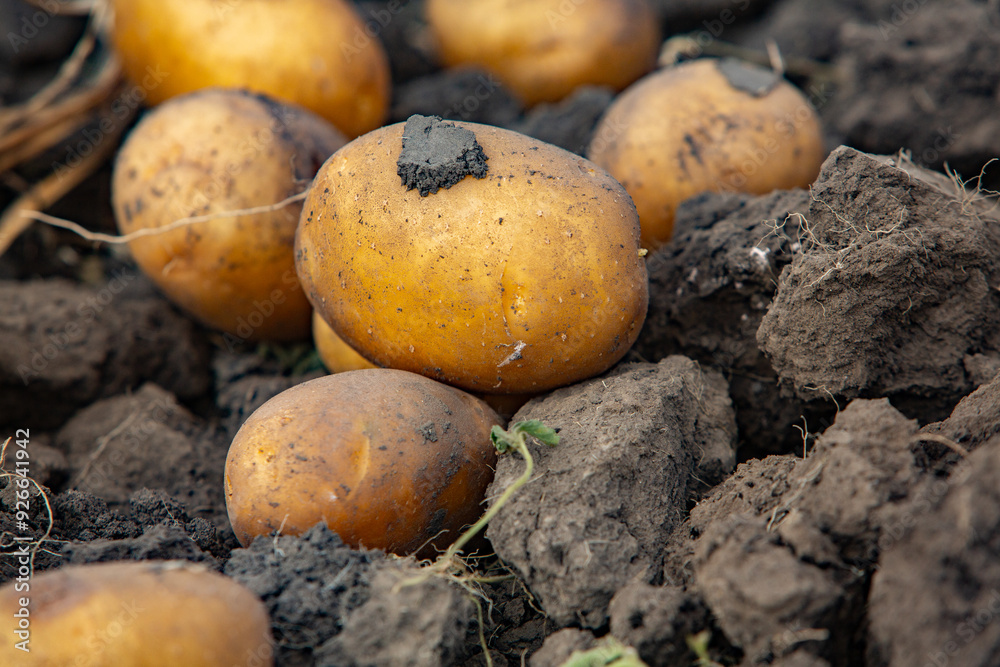 Harvesting potatoes in Peru. Farmer selecting native potatoes from the Peruvian Andes. Harvesting potatoes in Peru. Farmer selecting native potatoes from the Peruvian Andes.