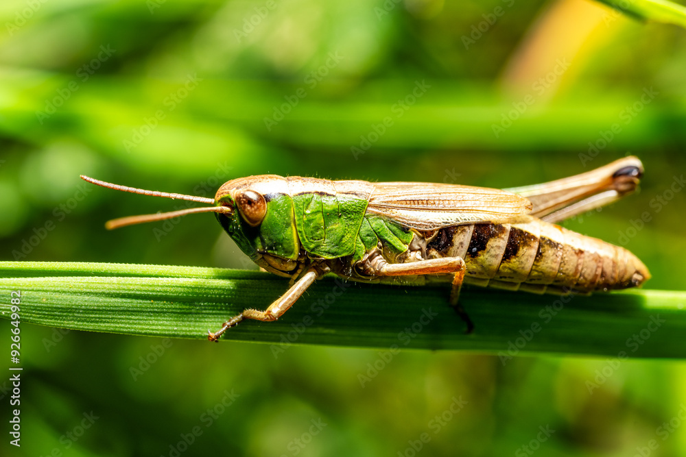 Fototapeta premium A view of a grasshopper on a blade of grass
