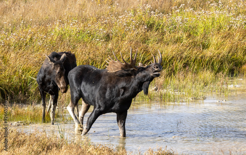 Bull and Cow Moose in the Rut in Autumn in Wyoming