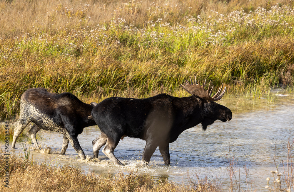 Bull and Cow Moose in the Rut in Autumn in Wyoming Bull and Cow Moose in the Rut in Autumn in Wyoming