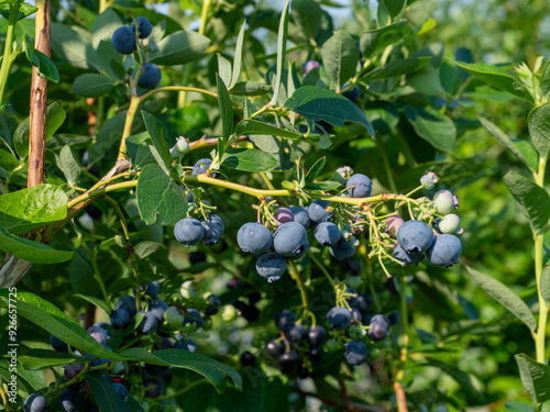 Closeup of Duke variety blueberry bushes loaded with large ripe blueberries on a u-pick farm on a sunny summer day, nutritious organic fruit, part of heathy lifestyle and diet