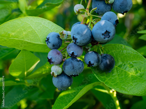 Closeup of Duke variety blueberry bushes loaded with large ripe blueberries on a u-pick farm on a sunny summer day, nutritious organic fruit, part of heathy lifestyle and diet