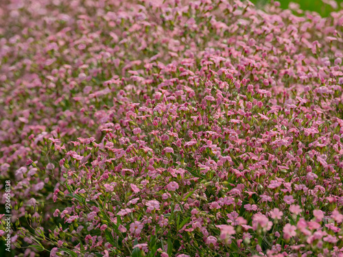 Flowers Growing in a Garden