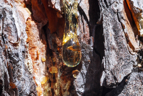 a drop of pine resin with the reflection of the sun on a tree trunk