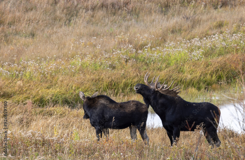 Bull and Cow Moose in the Rut in Autumn in Wyoming Bull and Cow Moose in the Rut in Autumn in Wyoming