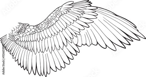 Set Png Linear outline drawing angel wings hand drawn clip art element pegasus wing bird parrot line art feathers owl eagle fairy coloring book page freedom creative concept wing contour tattoo logo