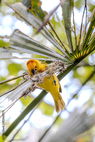 A Golden Palm Weaver builds its nest with delicate fibers. Its bright yellow feathers contrast with the intricate nest and green surroundings, highlighting its role in the natural habitat.