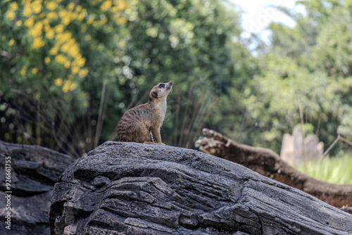 This is a meerkat. It is a small, brown mammal with a long tail and a black nose. It is sitting upright on a rock, looking up and to the right.