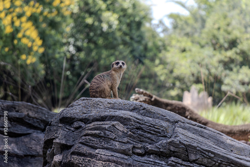 This is a meerkat. It is a small, brown mammal with a long tail and a black nose. It is sitting upright on a rock, looking up and to the right.