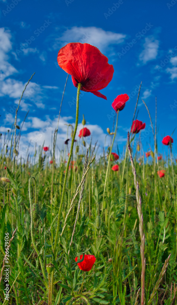 Obraz premium blüte einer Mohnblume vor blauem Himmel