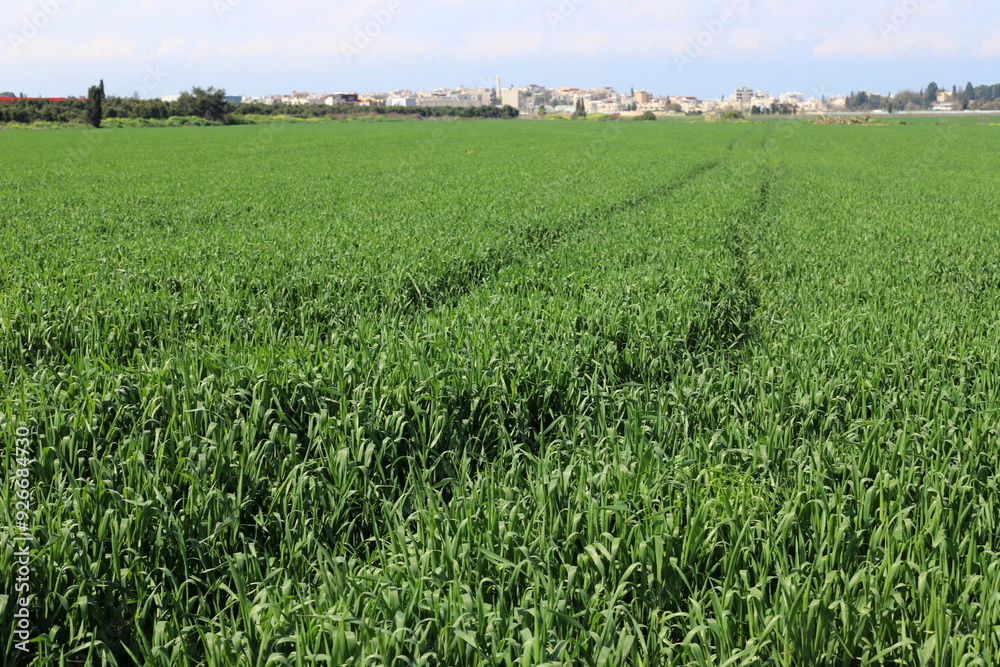 Rural landscape in northern Israel. Rural landscape in northern Israel.