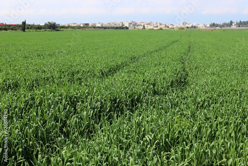 Rural landscape in northern Israel.