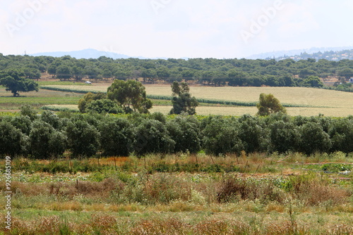 Rural landscape in northern Israel.