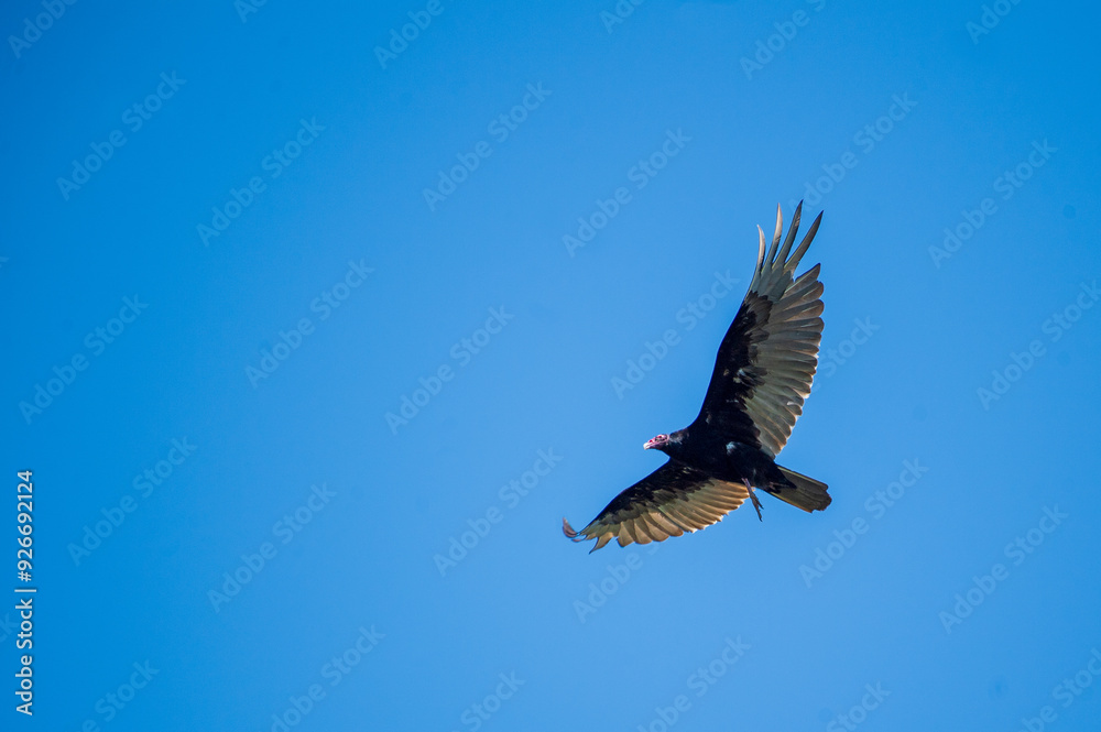 Fototapeta premium Turkey Vulture Gliding in a Clear Blue Sky
