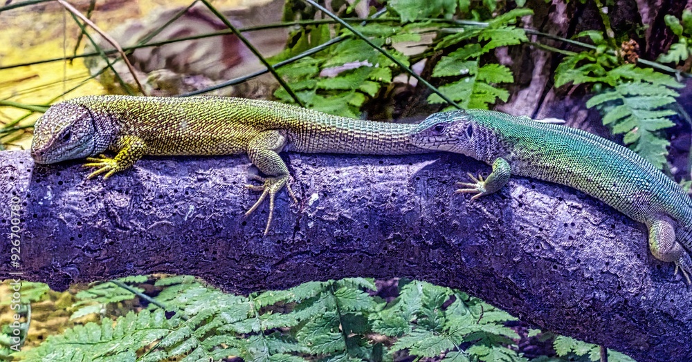Two green lizards enjoy the day sunbathing