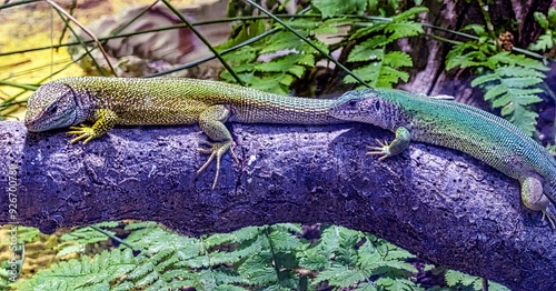 Obraz na płótnie Two green lizards enjoy the day sunbathing w salonie