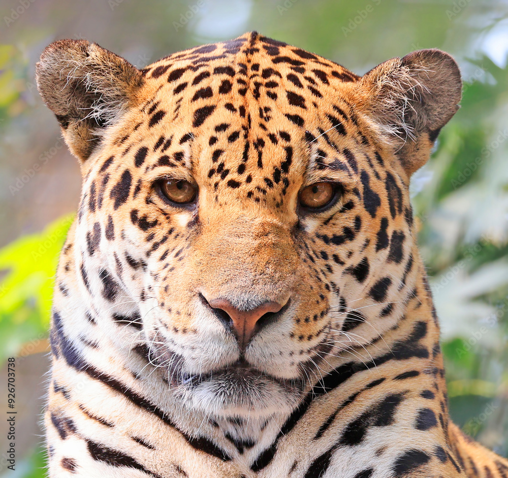 Naklejka premium Jaguar female portrait with green background