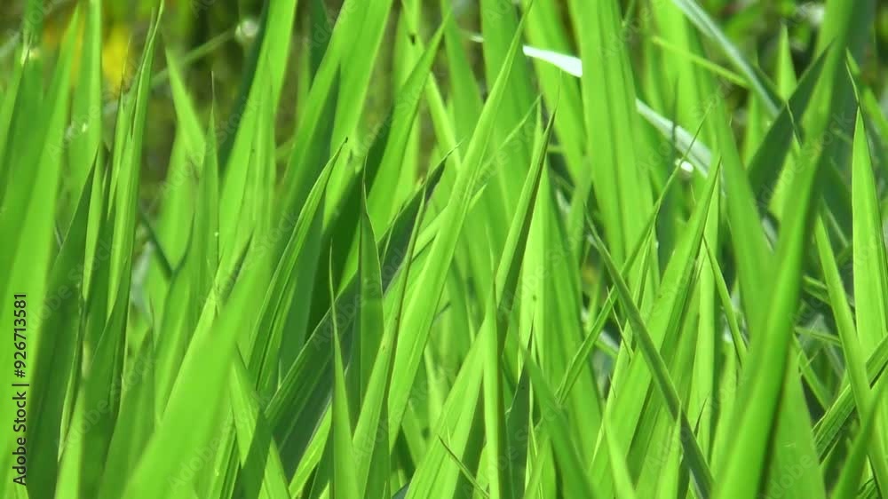 Closeup green grass background, wheat shaking in wind Closeup green grass background, wheat shaking in wind