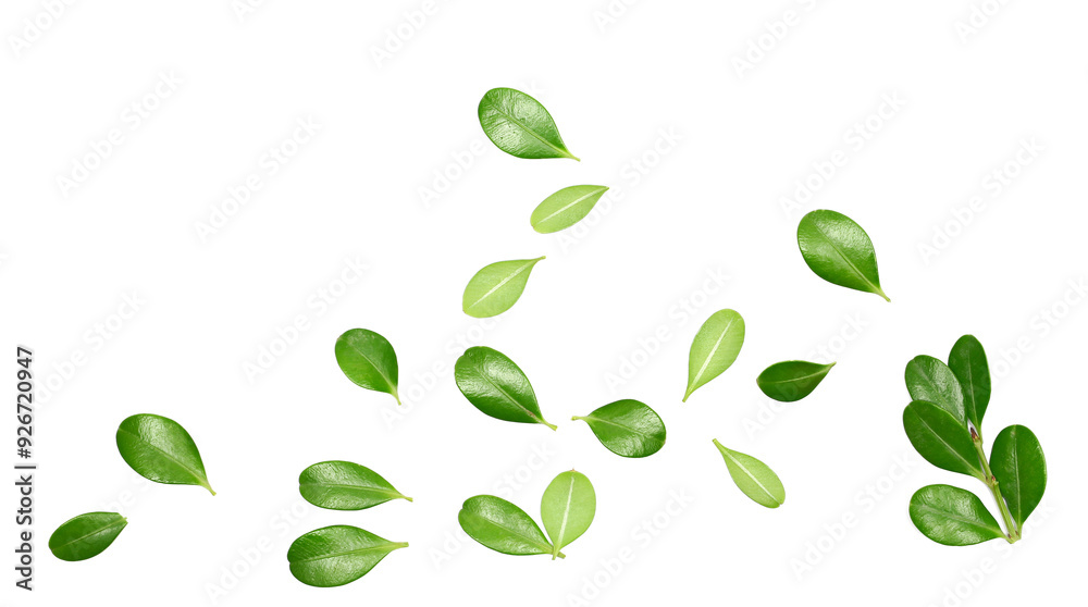 Αυτοκόλλητο Green boxwood leaves flying isolated on white background