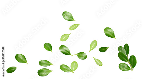Wallpaper Mural Green boxwood leaves flying isolated on white background Torontodigital.ca