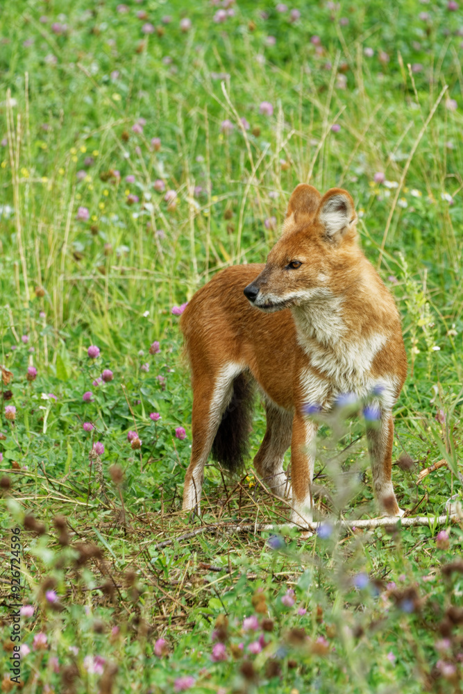 A dhole playing around in green grass.