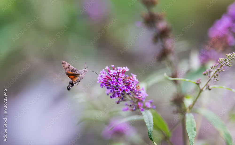 hummingbird hawk-moth feeding on a butterfly bush in the meadow in summer
