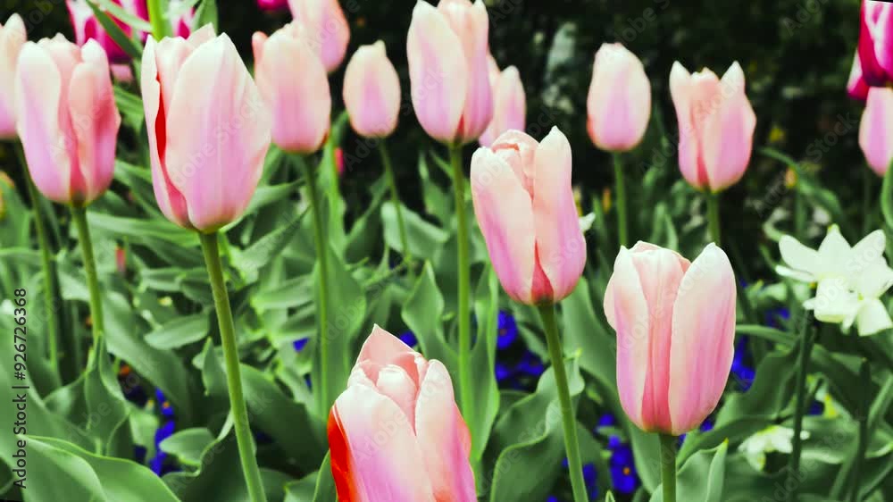 Beautiful pink tulips blooming in a garden during springtime Beautiful pink tulips blooming in a garden during springtime