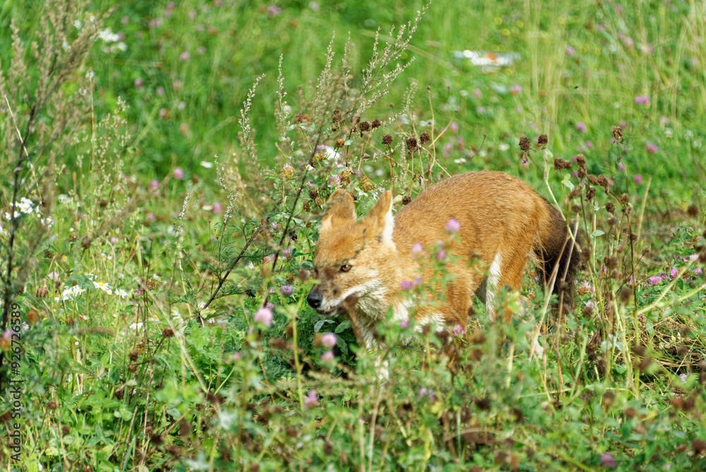 A dhole playing around in green grass. A dhole playing around in green grass.