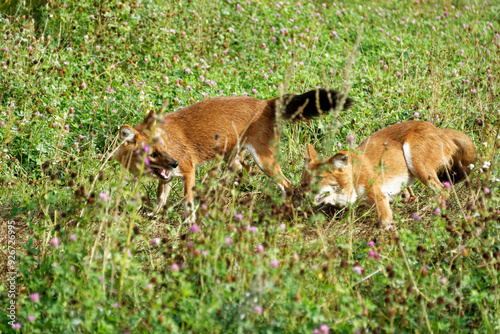 A dhole playing around in green grass. photo