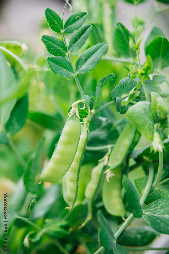 Green peas grow in the garden. Beautiful close-up of fresh green peas and pea pods. Healthy eating. Green peas grow in the garden. Beautiful close-up of fresh green peas and pea pods. Healthy eating.