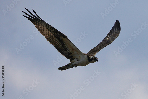 Osprey in flight near New York.