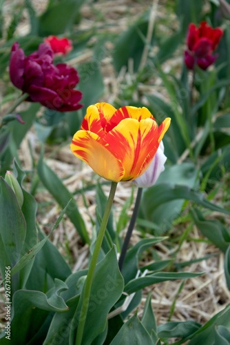 Bright yellow tulip in a sunny meadow with blurry background