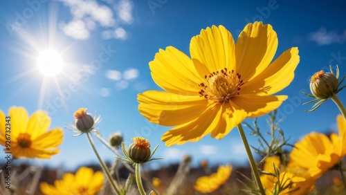 The yellow cosmos flower blooms against the background of sunlight and blue sky.