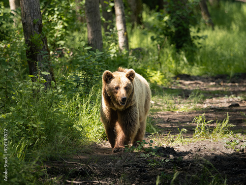 Brown bear in a forest roaming around in its territory. Female Ursus arctos animal walking slowly and being curious. Natural forest environment in Europe. photo