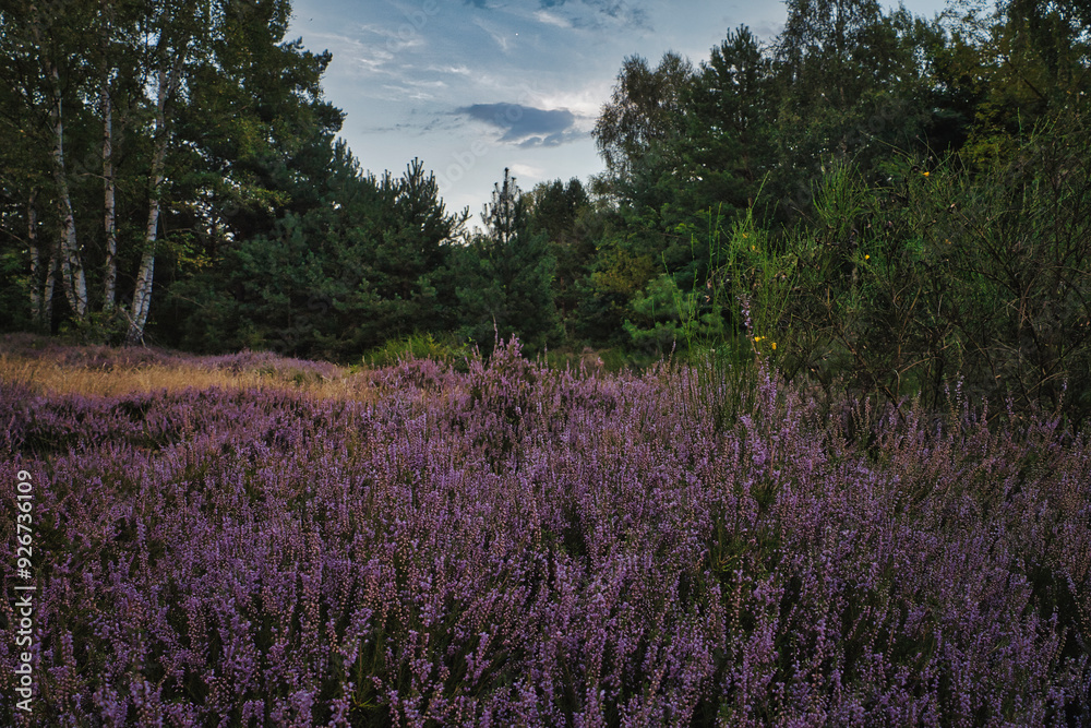 Fototapeta premium Heide - Heidekraut - Erika 