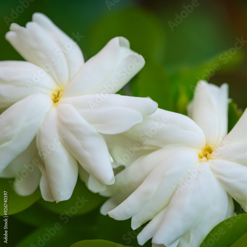Close-up of white Damascus jasmine flowers

