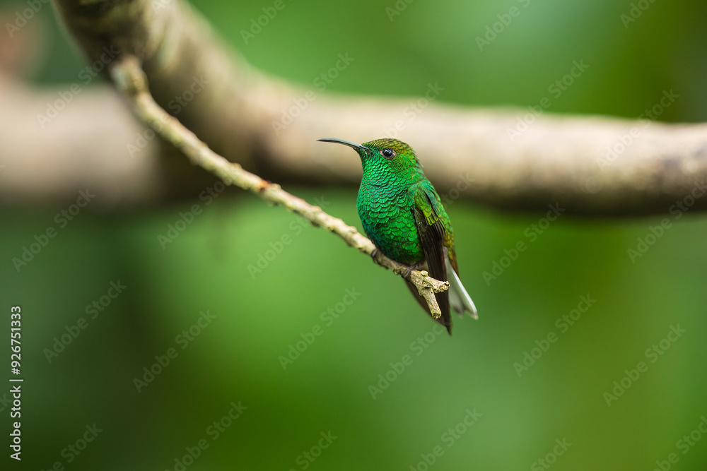 Portrait he coppery-headed emerald (Microchera cupreiceps) is a small hummingbird endemic to Costa Rica. Portrait he coppery-headed emerald (Microchera cupreiceps) is a small hummingbird endemic to Costa Rica.