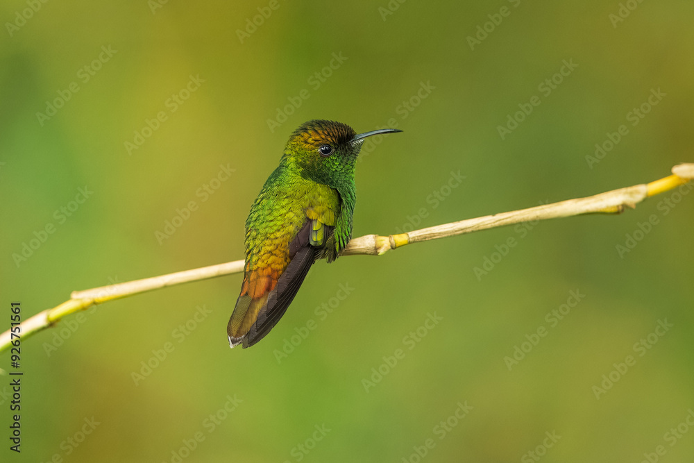 Fototapeta premium Portrait he coppery-headed emerald (Microchera cupreiceps) is a small hummingbird endemic to Costa Rica.