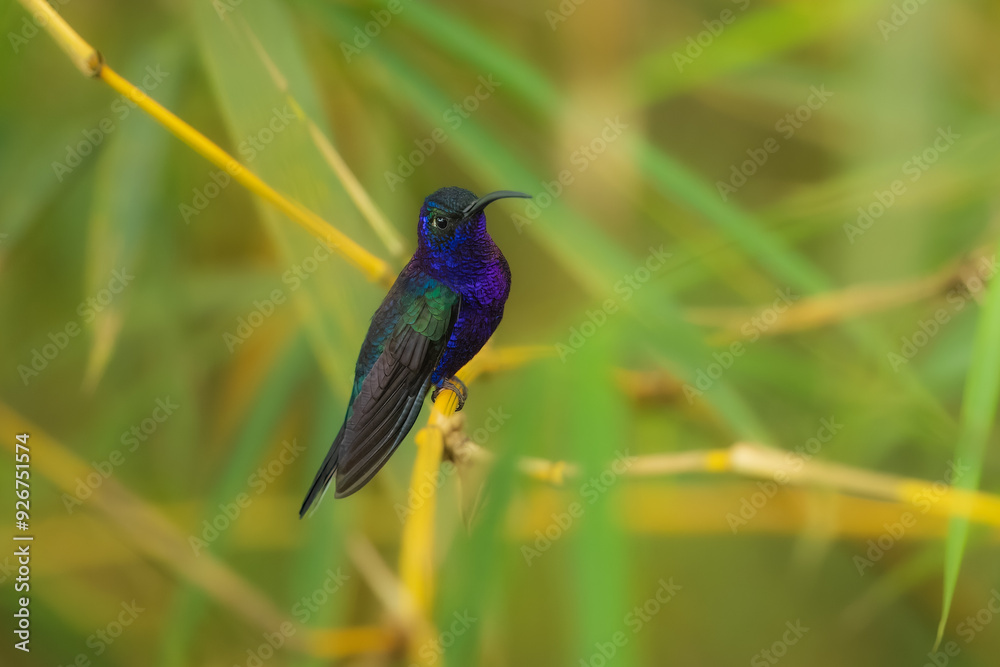 Fototapeta premium Portrait the violet sabrewing (Campylopterus hemileucurus) is a very large hummingbird native to southern Mexico and Central America as far south as Costa Rica and western Panama. In flight.