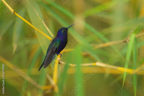 Portrait the violet sabrewing (Campylopterus hemileucurus) is a very large hummingbird native to southern Mexico and Central America as far south as Costa Rica and western Panama.  In flight. photo